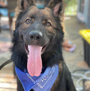 Meet your Posher, Grace